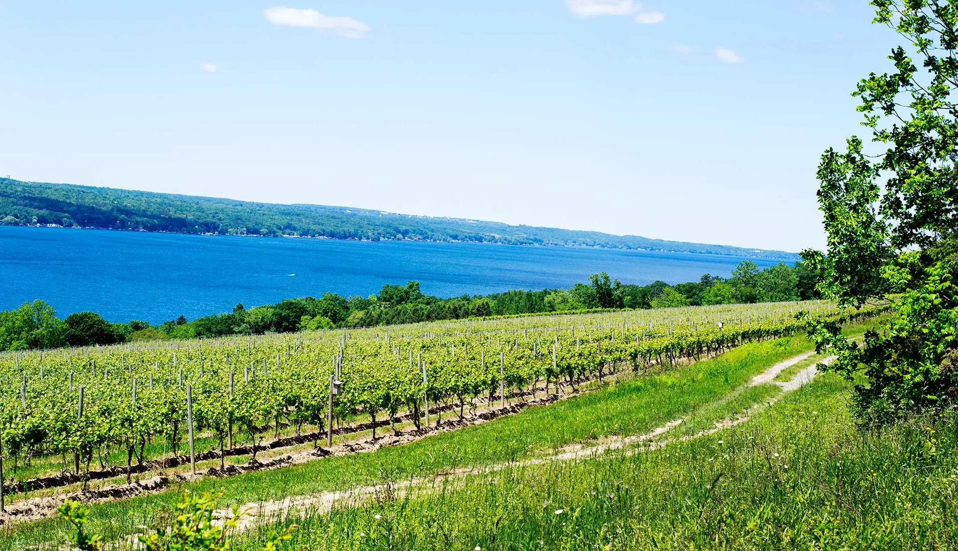 Vineyard14HR