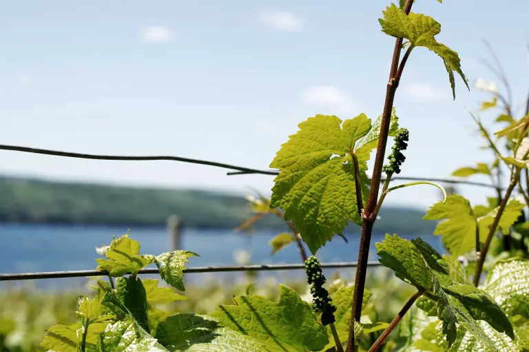 Vineyard4HR